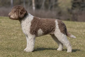 Lagotto Romagnolo dog