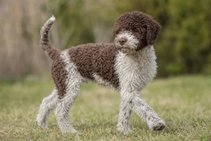 Lagotto Romagnolo — puppy (~4 mo)