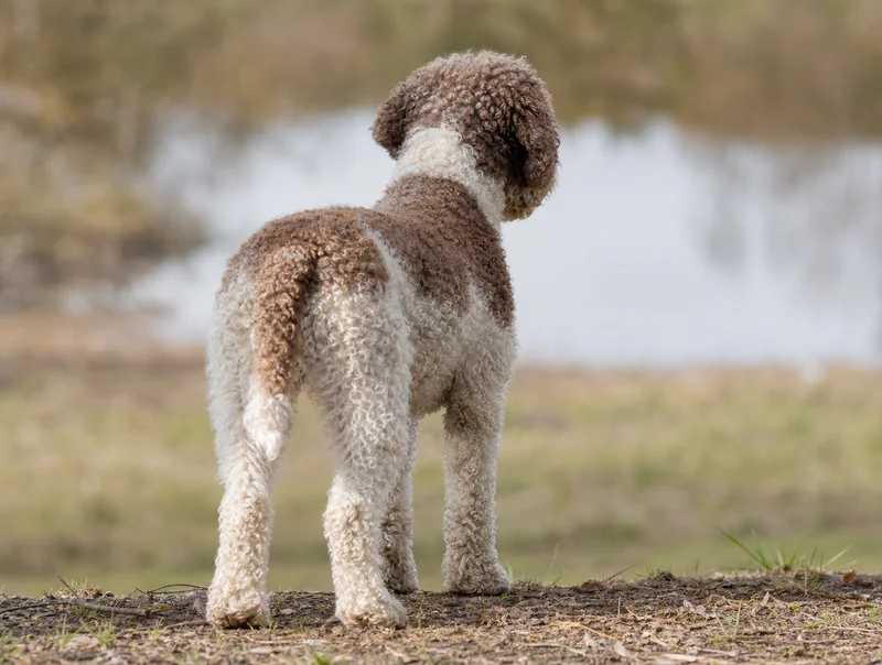 Lagotto Romagnolo — rear