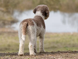 Lagotto Romagnolo — rear