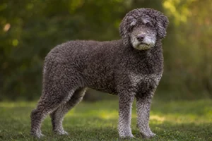 Lagotto Romagnolo — senior
