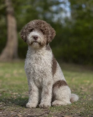 Lagotto Romagnolo — sitting