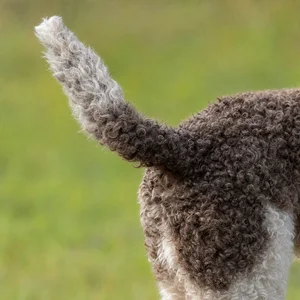 Lagotto Romagnolo — tail
