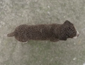 Lagotto Romagnolo — top