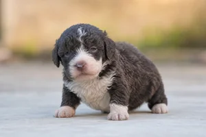 Lagotto Romagnolo — young puppy (~1 mo)