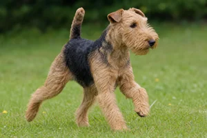 Lakeland Terrier — running