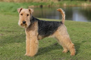 Lakeland Terrier — adult