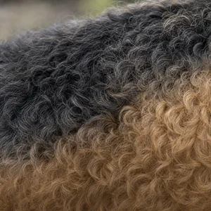 Lakeland Terrier — coat texture