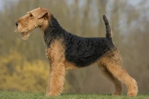 Lakeland Terrier — Black and Tan coat