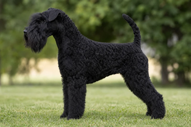 Lakeland Terrier — Black coat