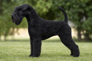 Lakeland Terrier — Black coat