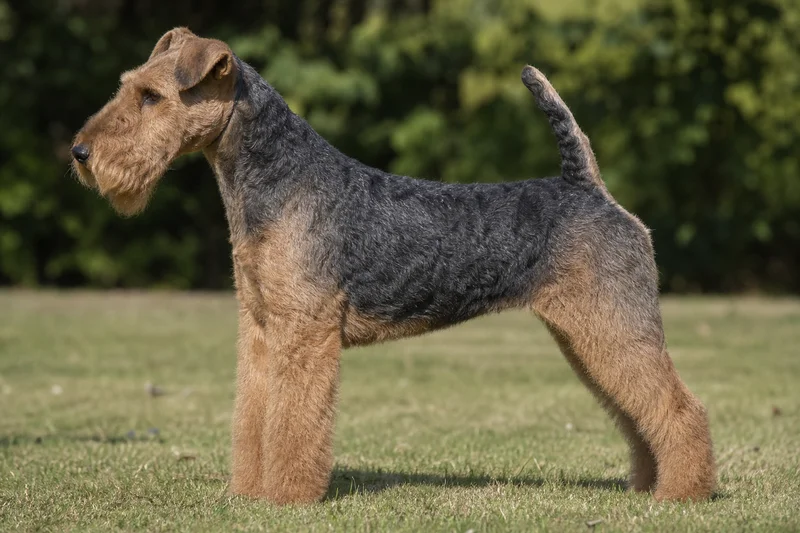 Lakeland Terrier — Blue and Tan coat