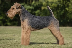 Lakeland Terrier — Blue and Tan coat