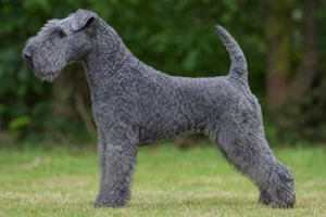 Lakeland Terrier — Blue coat