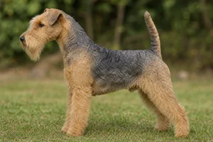 Lakeland Terrier — Grizzle and Tan coat