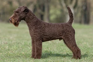 Lakeland Terrier — Liver coat