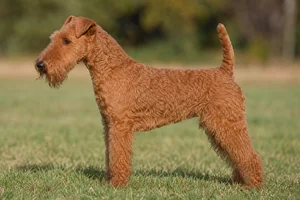 Lakeland Terrier — Red coat