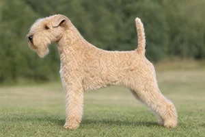 Lakeland Terrier — Wheaten coat
