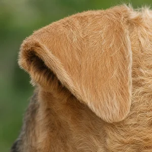 Lakeland Terrier — ears