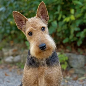 Lakeland Terrier — alert