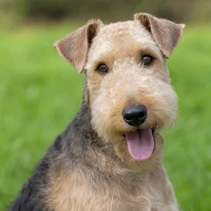 Lakeland Terrier — happy