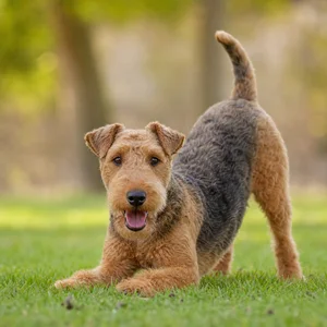 Lakeland Terrier — playful