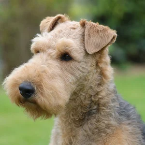 Lakeland Terrier — relaxed