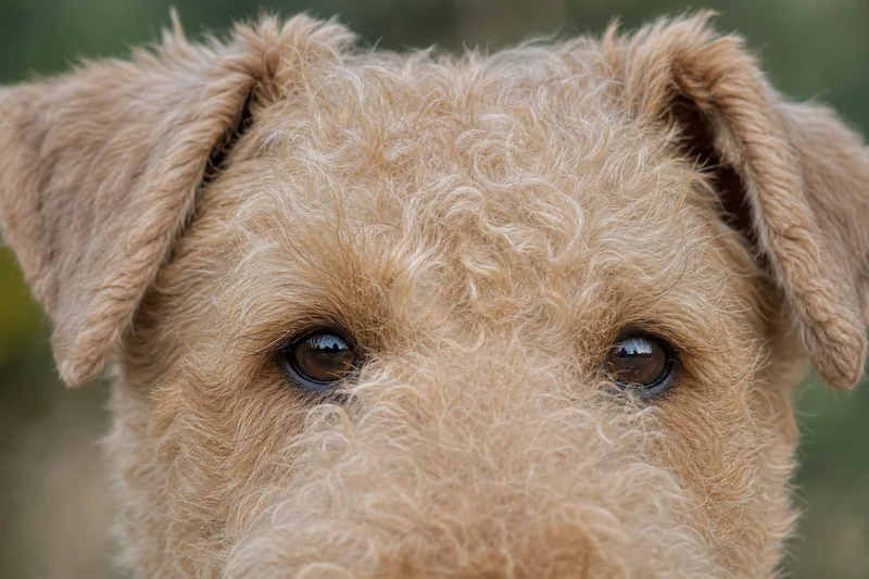 Lakeland Terrier — eyes