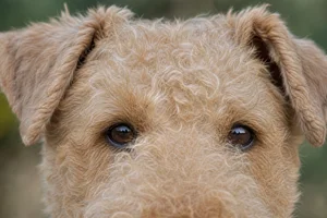 Lakeland Terrier — eyes