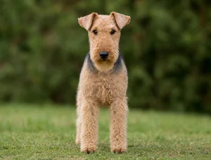 Lakeland Terrier — front