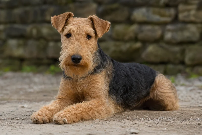Lakeland Terrier — lying down