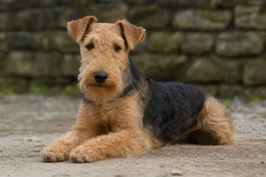 Lakeland Terrier — lying down