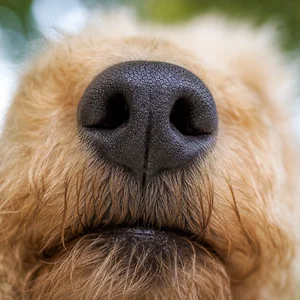 Lakeland Terrier — nose