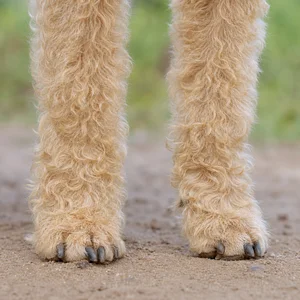 Lakeland Terrier — paws
