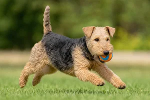 Lakeland Terrier — playing