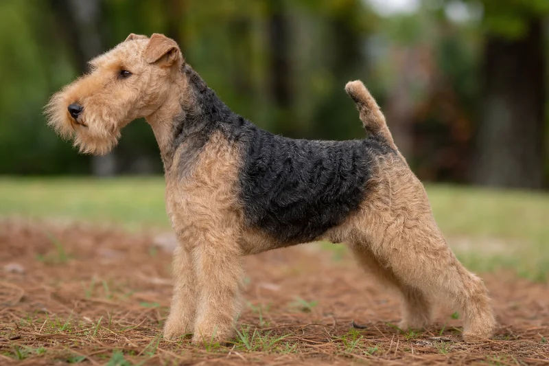 Lakeland Terrier — side