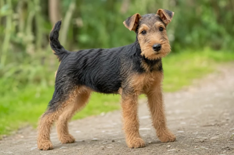 Lakeland Terrier — puppy (~4 mo)