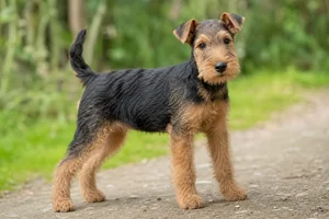 Lakeland Terrier — puppy (~4 mo)