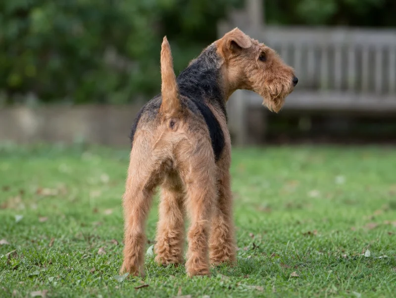 Lakeland Terrier — rear