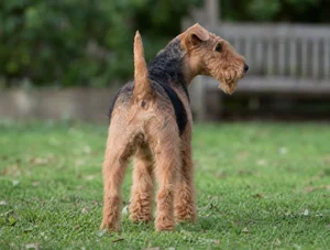 Lakeland Terrier — rear