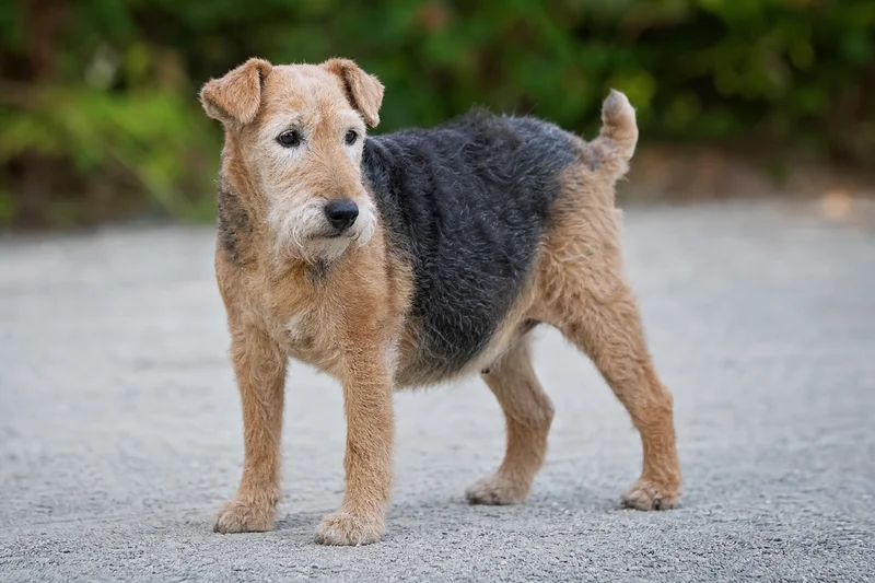 Lakeland Terrier — senior