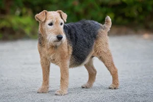 Lakeland Terrier — senior