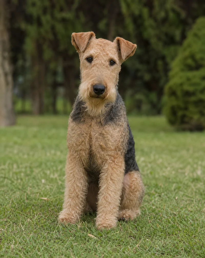 Lakeland Terrier — sitting