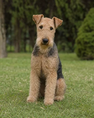 Lakeland Terrier — sitting