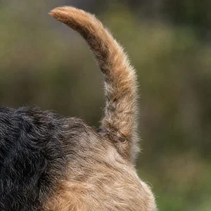 Lakeland Terrier — tail