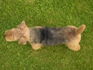 Lakeland Terrier — top