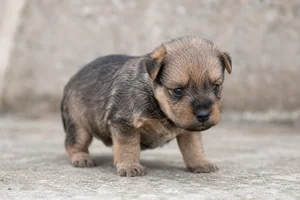 Lakeland Terrier — young puppy (~1 mo)