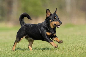 Lancashire Heeler — running