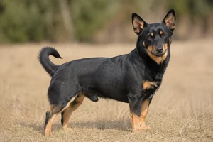 Lancashire Heeler — adult