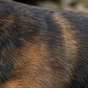 Lancashire Heeler — coat texture